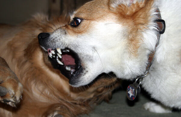 Two dogs