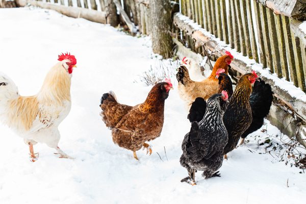 Chickens