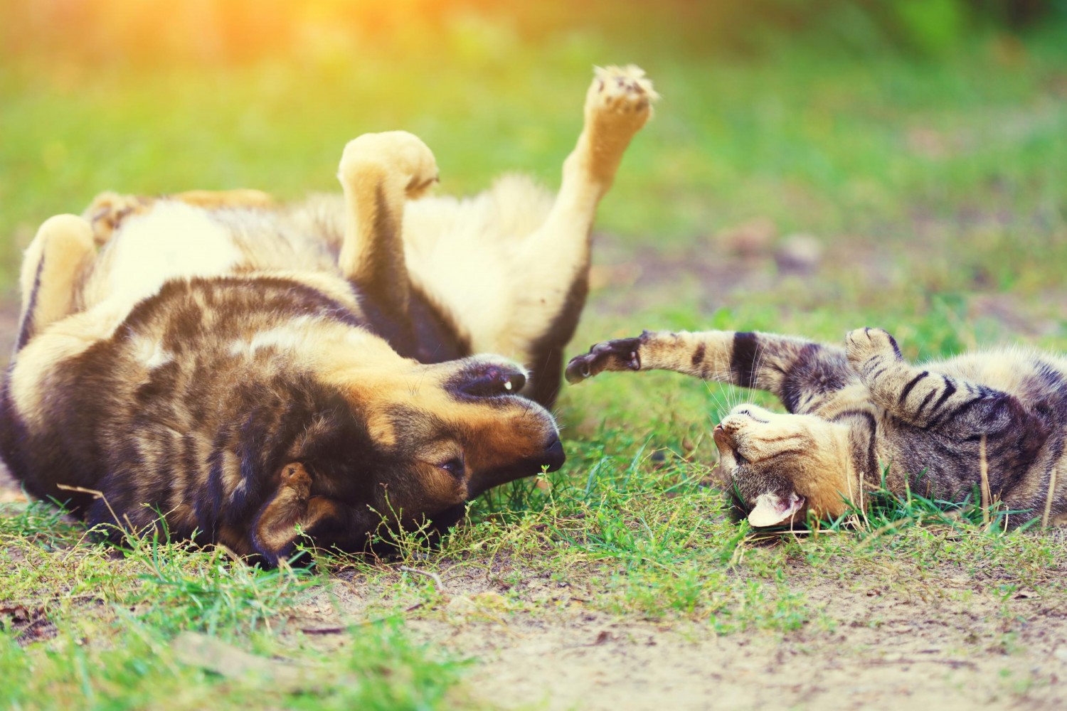 Pets