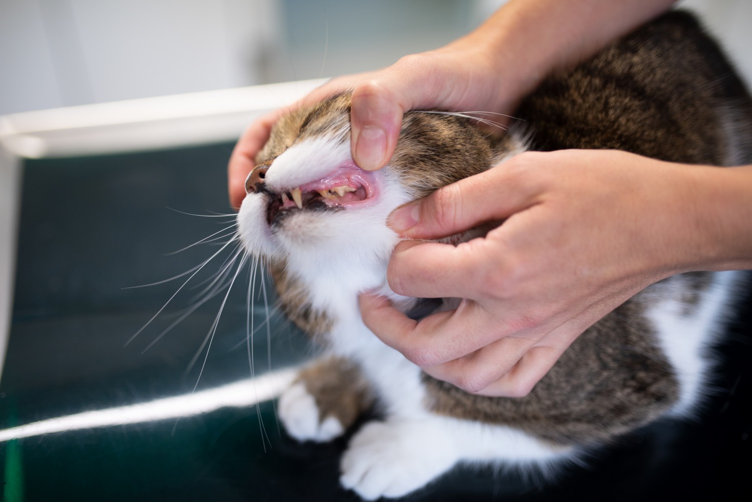 Dental Disease