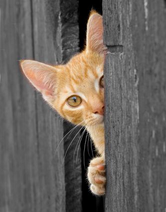 Orange kitten peeking through boards