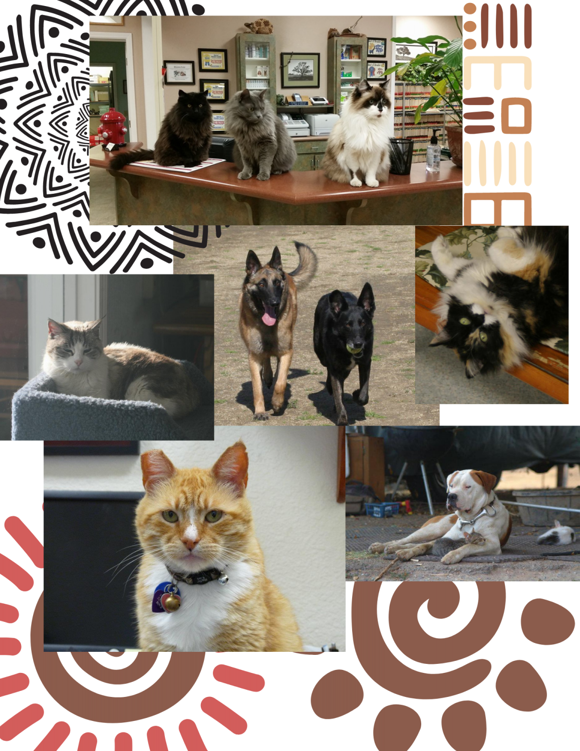 collage collage